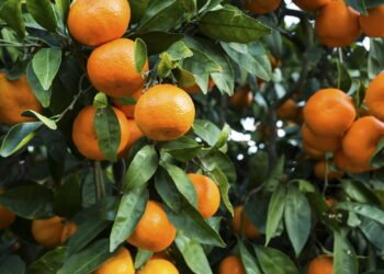 Veja quais frutas você deve plantar em junho para ter bons resultados