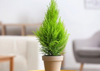 Como cultivar a tuia-holandesa? Veja uma árvore de Natal natural