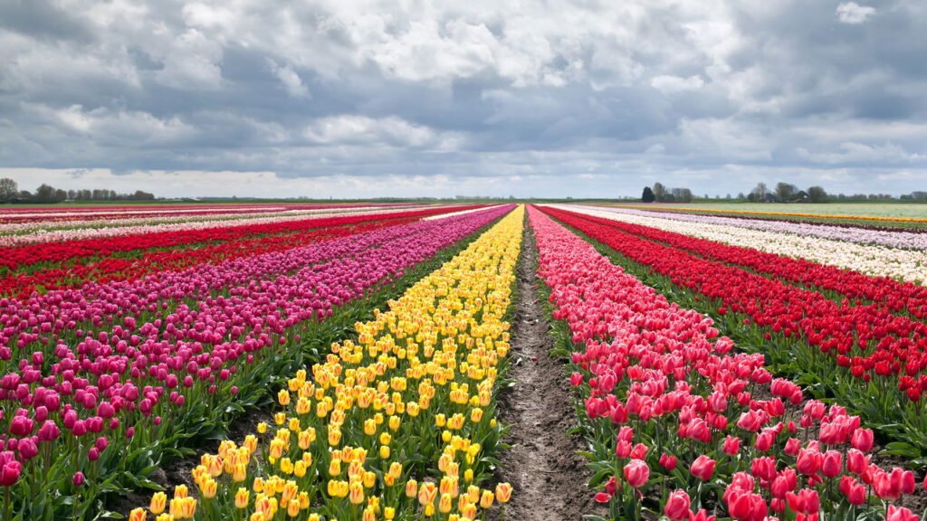 Como cuidar e cultivar de tulipas em casa?