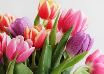 Aprenda como plantar tulipas em casa com somente 5 passos simples