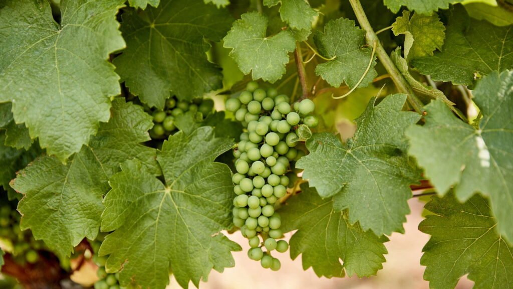 Esse truque simples faz a uva verde crescer mais rápido