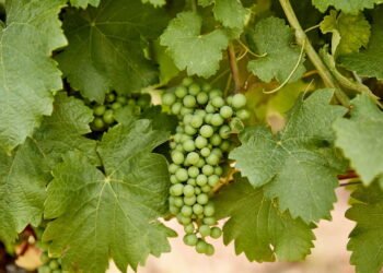 Esse truque simples faz a uva verde crescer mais rápido