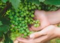 Esse truque simples faz a uva verde crescer mais rápido