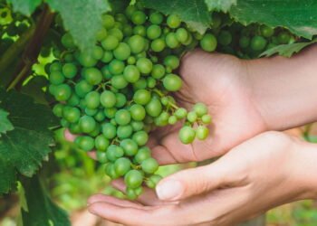 Esse truque simples faz a uva verde crescer mais rápido
