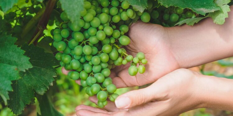 Esse truque simples faz a uva verde crescer mais rápido