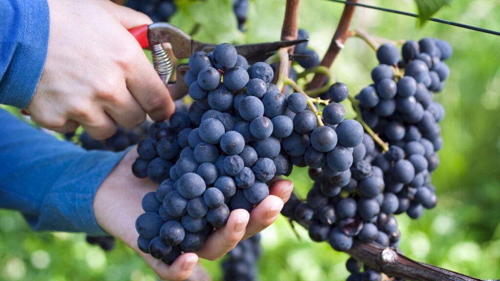 Aprenda a plantar a fruta que faz bem ao coração e à pele