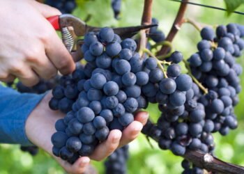 Aprenda a plantar a fruta que faz bem ao coração e à pele