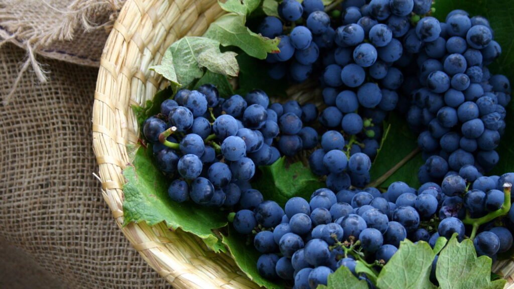 Aprenda a plantar a fruta que faz bem ao coração e à pele