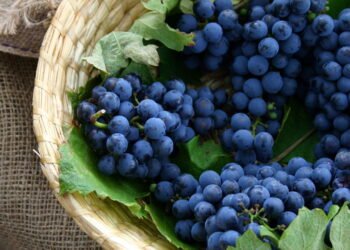 Aprenda a plantar a fruta que faz bem ao coração e à pele