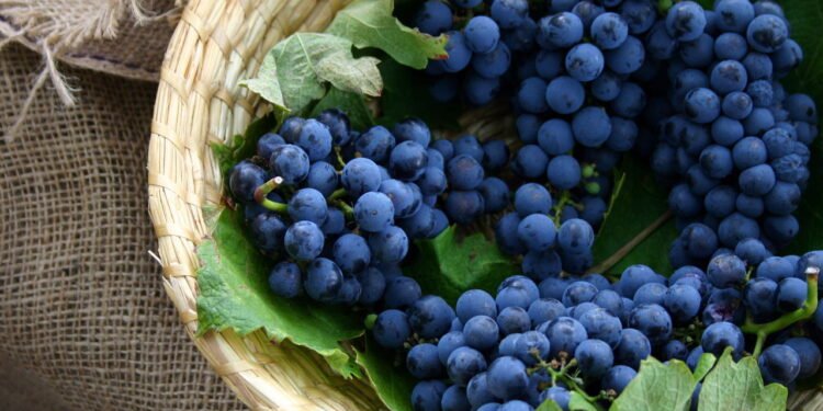 Aprenda a plantar a fruta que faz bem ao coração e à pele