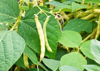 Passo a passo para plantar vagem em casa e colher em 60 dias