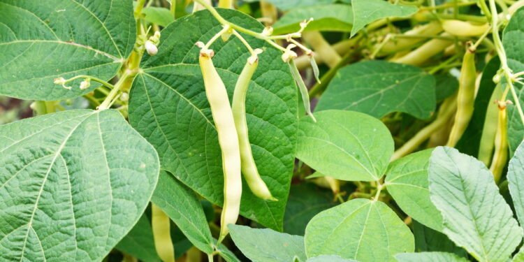 Vagem - Créditos: depositphotos.com / vvoennyy