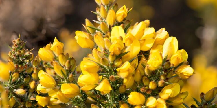 Esse chá pode ser um aliado poderoso para quem sofre com retenção de líquidos