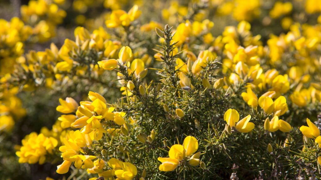 Esse chá pode ser um aliado poderoso para quem sofre com retenção de líquidos