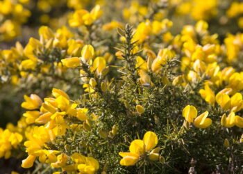 Esse chá pode ser um aliado poderoso para quem sofre com retenção de líquidos