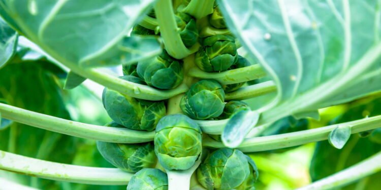 Aprenda a plantar em casa a hortaliça que ajuda a combater inflamação