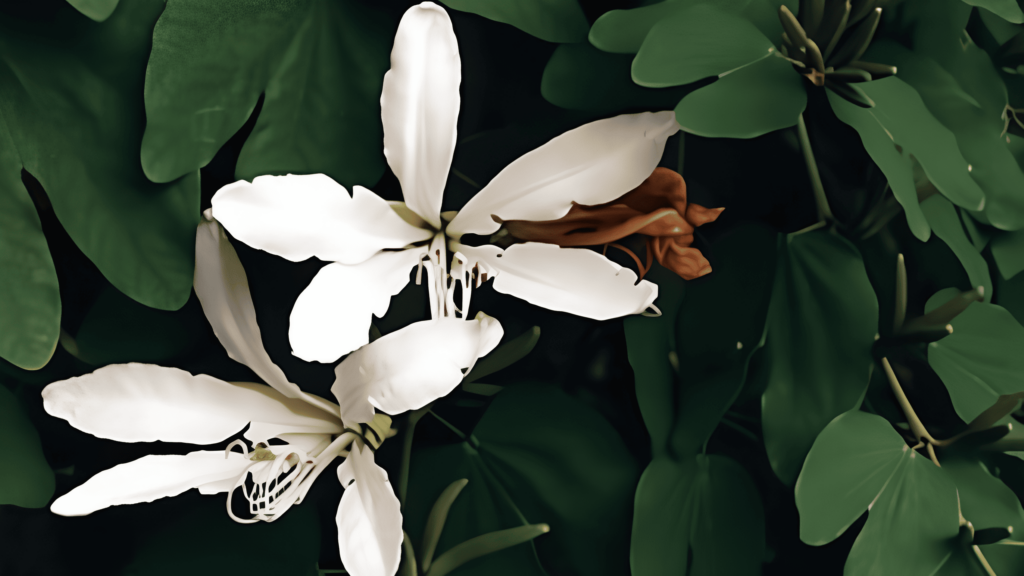 Como plantar pata de vaca e aproveitar seus benefícios medicinais