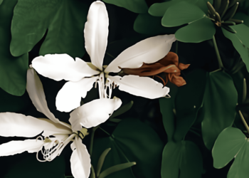 A planta que ajuda a controlar diabetes e pode ser cultivada em casa