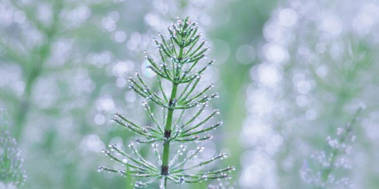 A planta com aparência pré-histórica que via mudar o seu dia a dia