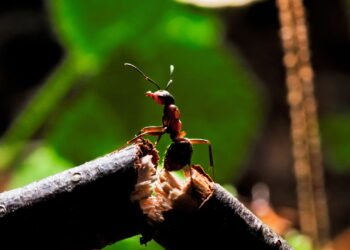 Formiga mais antiga do mundo pode ter sido descoberta no Brasil