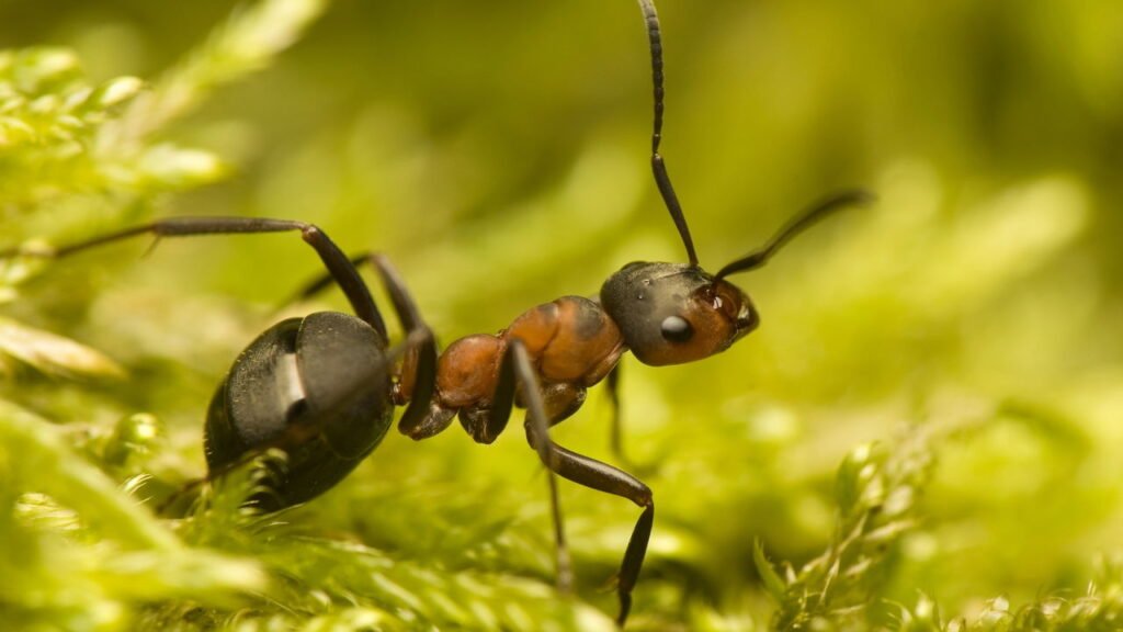 Formiga mais antiga do mundo pode ter sido descoberta no Brasil