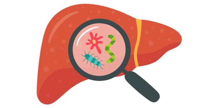 Fígado - Créditos: depositphotos.com / Elena Pimukova