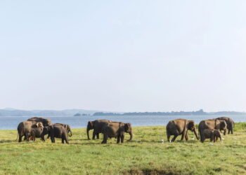 Cientistas apontam o segredo da longevidade que poucos descoriram