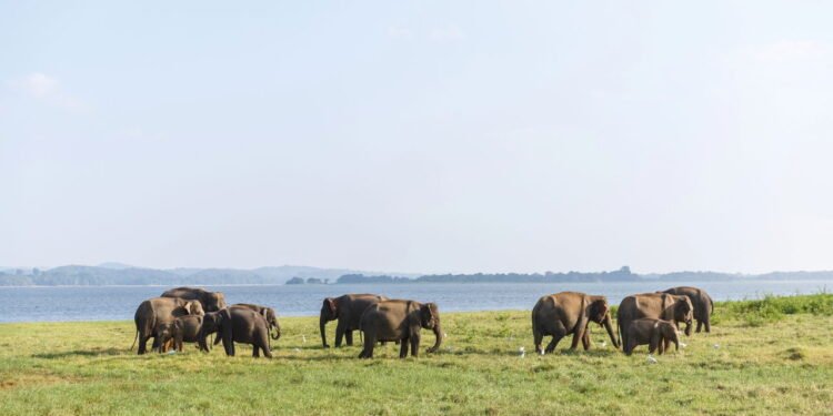 Cientistas apontam o segredo da longevidade que poucos descoriram