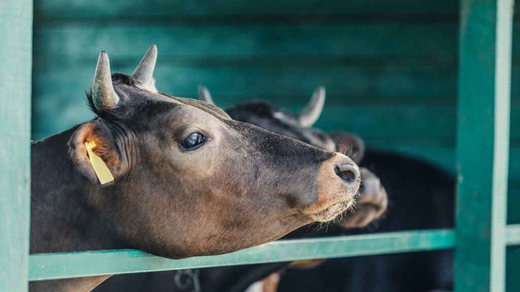Cientistas apontam o segredo da longevidade que poucos descoriram