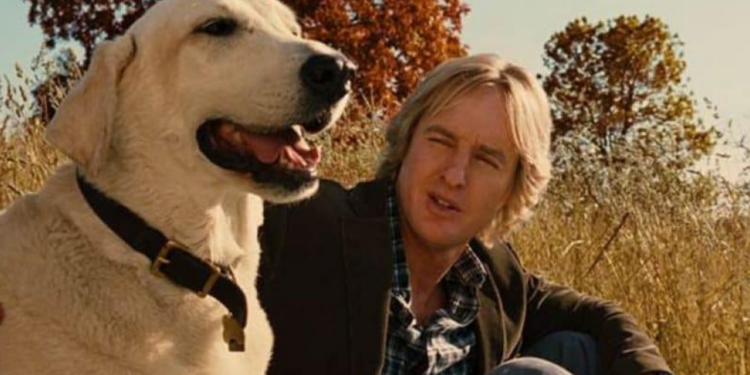 Esse filme vai fazer você rir e chorar com um cachorro só