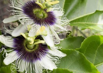 A erva natural que pode te deixar mais calmo e ajuda no combate da ansiedade