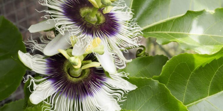 A erva natural que pode te deixar mais calmo e ajuda no combate da ansiedade