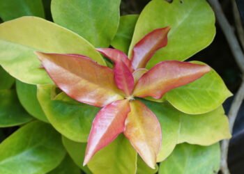 A folha verde que virou febre entre nutricionistas e surpreende