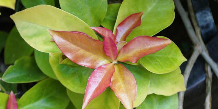 essa é a única planta que nutre mais que carne e cresce no quintal - Créditos: depositphotos.com / khairil77