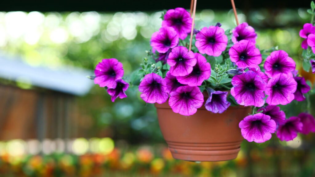 Como plantar petúnia e ter um jardim cheio de cores