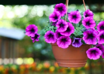 Como plantar petúnia e ter um jardim cheio de cores