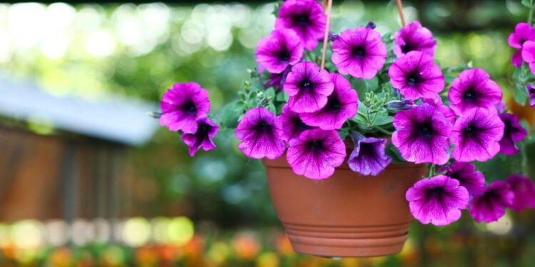 Como plantar petúnia e ter um jardim cheio de cores