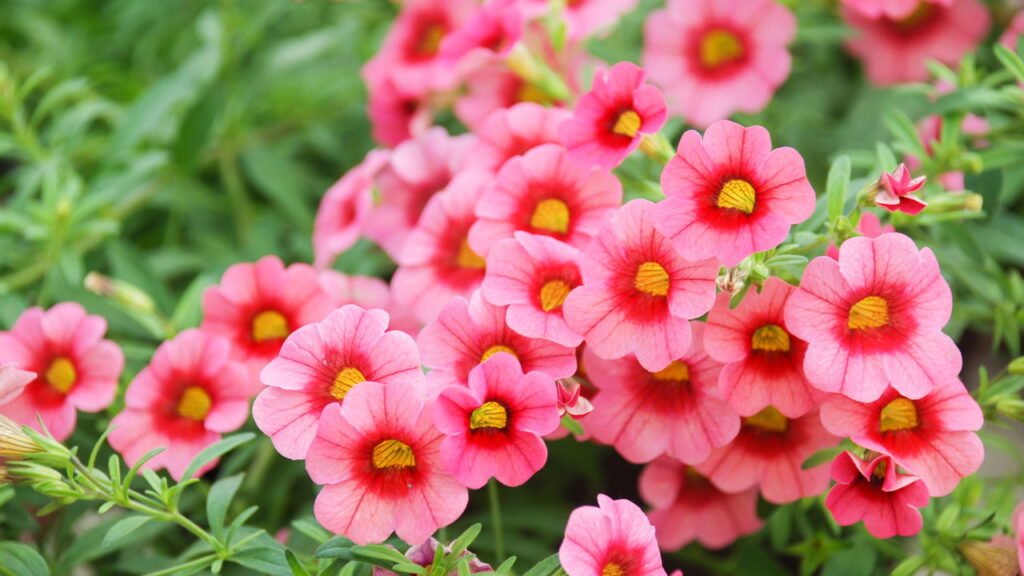 Como plantar petúnia e ter um jardim cheio de cores