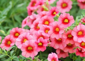 Como plantar petúnia e ter um jardim cheio de cores