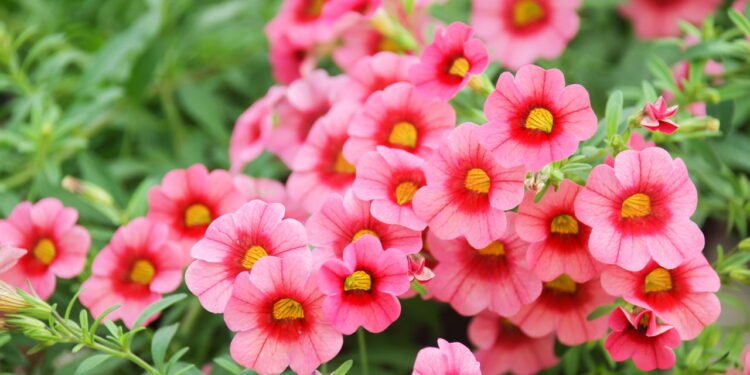 Como plantar petúnia e ter um jardim cheio de cores