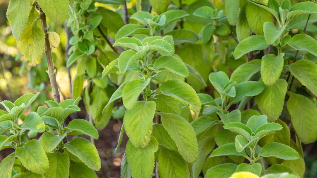 A planta medicinal que limpa o organismo e cresce fácil na sua horta