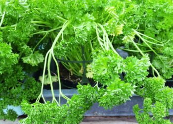 Aprenda como ter salsinha crespa sempre fresca em casa