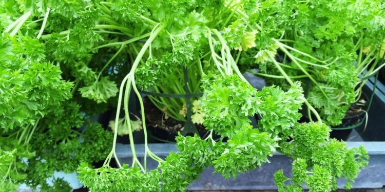 Salsinha crespa - Créditos: depositphotos.com / StudioLightAndShade