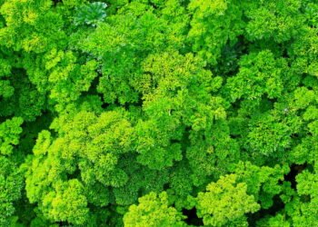 Aprenda como ter salsinha crespa sempre fresca em casa