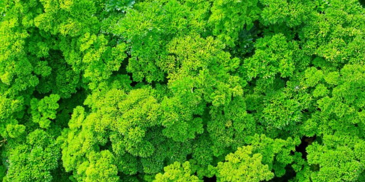 Propriedades Antioxidantes e Anti-inflamatórias - Créditos: depositphotos.com / Al.geba