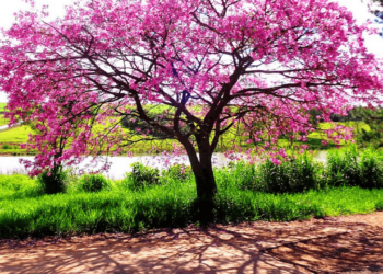 Essa cidade paulista é referência em música, ensino e estrutura no interior