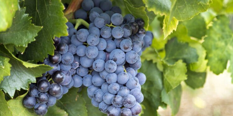 Uva - Créditos: depositphotos.com / antoine2000