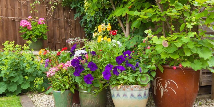 Plástico, cerâmica ou cimento? Veja qual vaso escolher para plantar