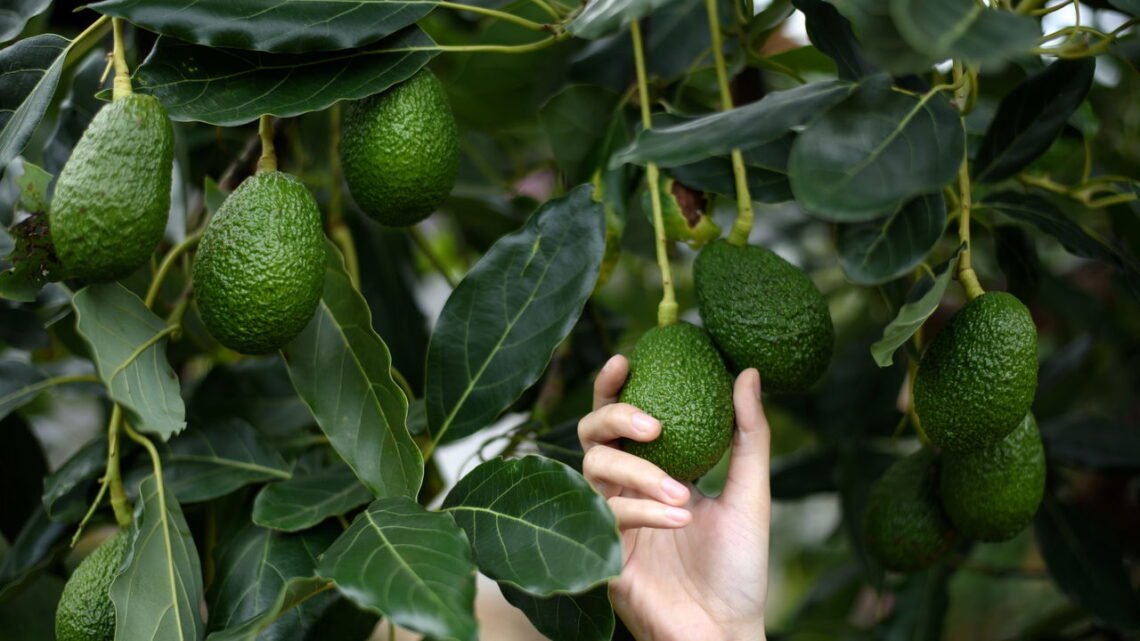 Frutas que crescem rápido em vasos e surpreendem pelo sabor