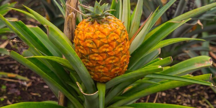 Contribuição para o fortalecimento do sistema imunológico - Créditos: depositphotos.com / tinnitusdoll